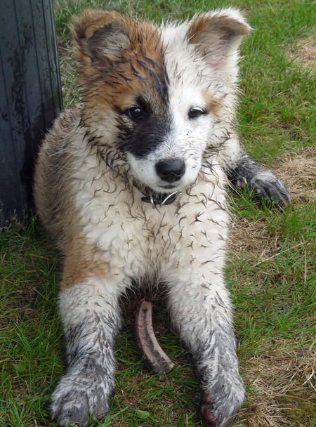 Icelandic sheepdog pup