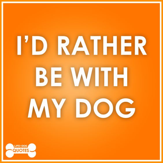 I'd rather be with my dog.