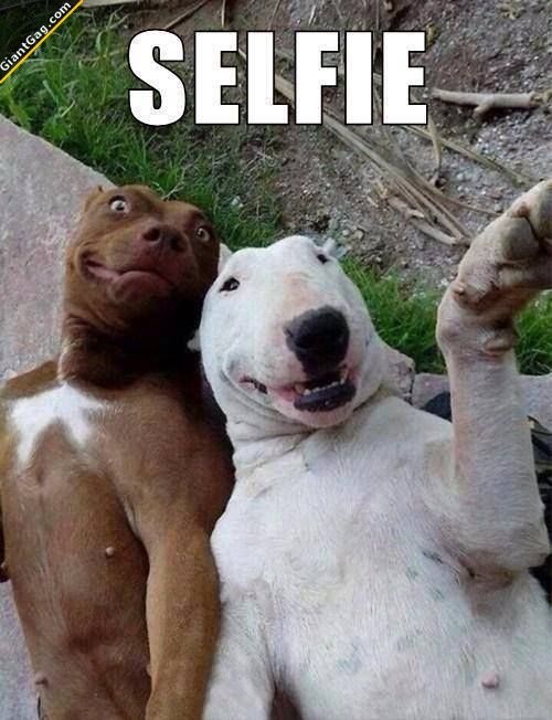 If Dogs Took Selfies LOL Love it!! | Click the link to view full image and description : )