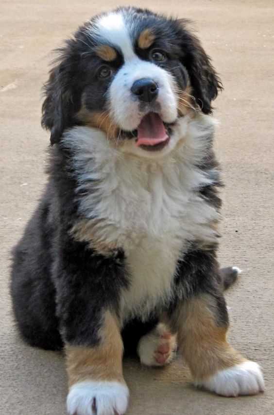 If I ever live where its really  would love to own a Bermese Mountain dog. I love their black, brown and white