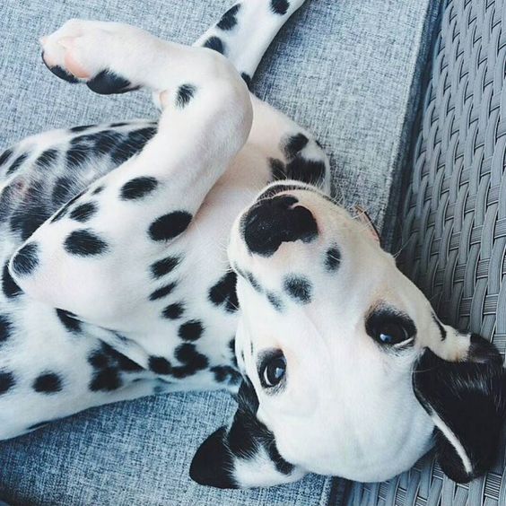If I pull this really cute face .... does it mean Monday is cancelled?? I wish. Credit to @Sylvia Teruel by dalmatians_of_instagram #lacyandpaws