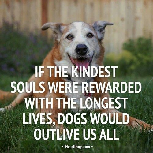 If the kindest souls were rewarded with the longest lives, dogs would outlive us all.