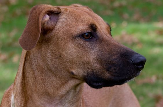 If you are looking for a rugged, strongly muscled working dog then look no further than the Black Mouth Cur. This breed is a medium- to large-sized dog that is named for the black coloration on its muzzle.