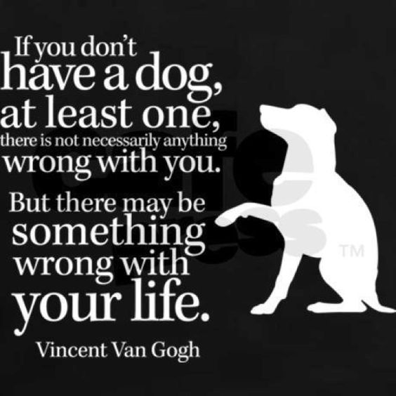 If you don't have a dog ~Better Dog Network