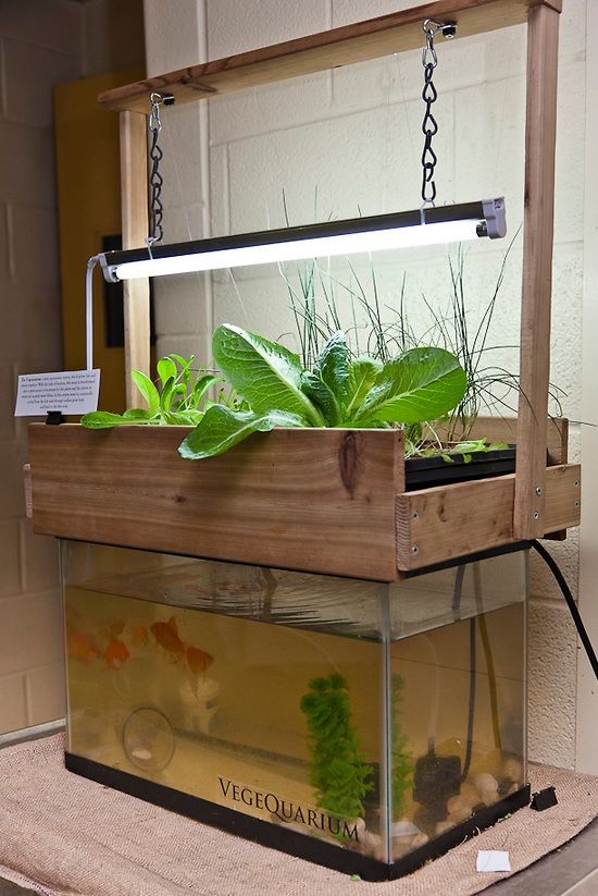If you want to start an aquaponics system but don’t know how to begin, there are many aquaponics plans and I’ll be giving you a rundown of the simplest one.