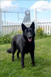 If you're ready for an intense and intelligent part german shepherd companion, she may be waiting in Dover, NH! Pet finder post says Luna is an adoptable German Shepherd Dog Dog in Dover, NH an active girl looking for an active family or person! I am jump ... ...Read more about me on @