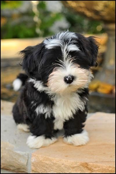 I'm generally a big dog person, but even I have trouble resisting the Havanese. They are so cute and sweet!