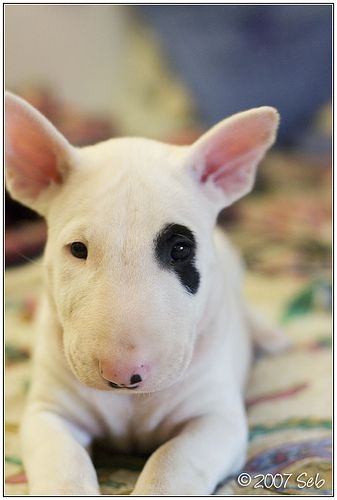Im in love with these faces. Bull Terrier