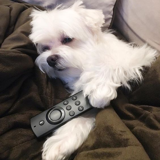 I'm not a couch potato. I'm a couch  #netflix #amazonfiretv #tvtime #couchpotato #netflixandchill #weeklyfluff #arodwang #maltese #puppylove #dogsofinstagram #doglover #whitedog #fluffy #boy #popsugarpets #love #puppy #raisblack #bestofpack #cute #말티즈 #マルチーズ #dog #dogmodel #犬 #狗 #marshmallow #sunday