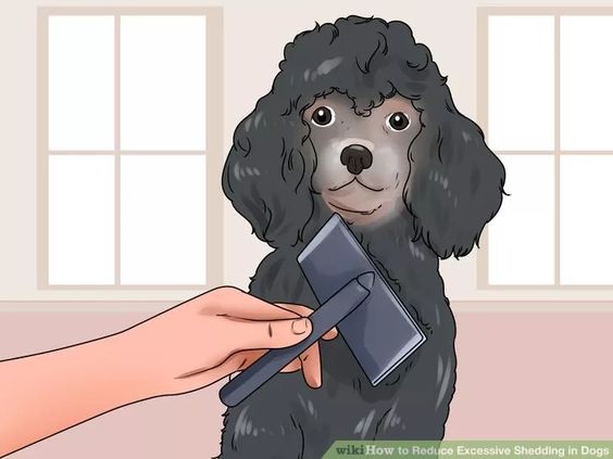 Image titled Reduce Excessive Shedding in Dogs Step 5