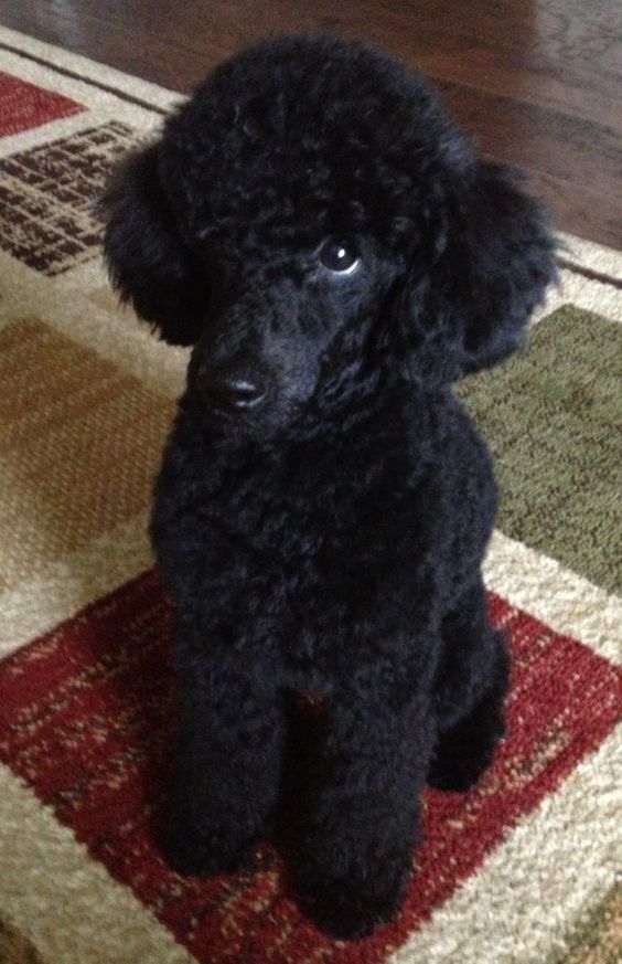 images of silver or platinum toy poodles - Google Search