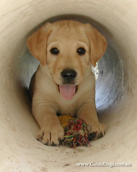In Australia, Labradors and Golden Retrievers are the main breeds used as guide dogs, mostly because of their temperament and intelligence.
