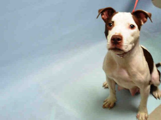 IN FOSTER - ROSEMARY - #A1062038 - Urgent Brooklyn - FEMALE WHITE/BROWN AM PIT BULL TER MIX, 1 Yr - STRAY - NO HOLD Intake 01/02/16 Due Out 01/05/16 - CAME IN WITH ROSEANNE #A1062040 (NOT AN URGENT DOG)