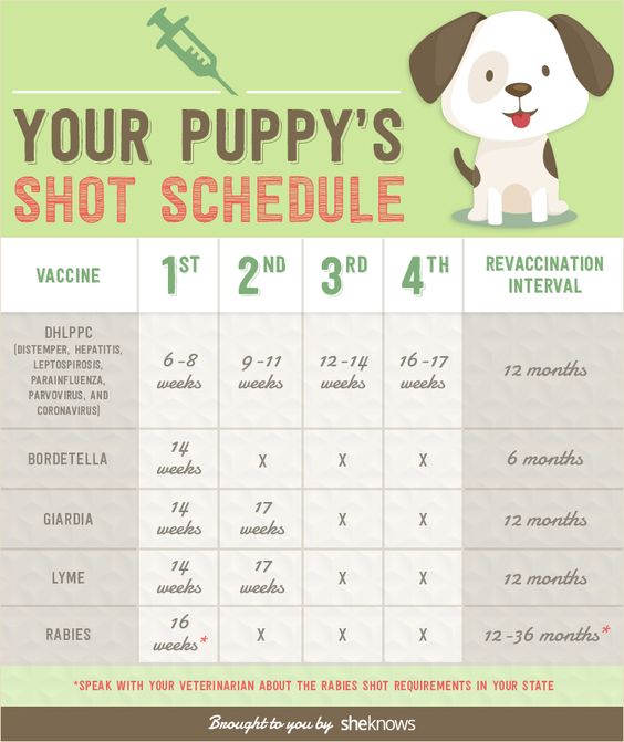 INFOGRAPHIC: A complete list of all the vaccinations your puppy needs and when it needs them