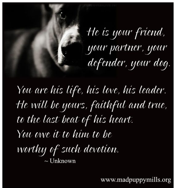 Inspirational Dog Quotes - Bing Images
