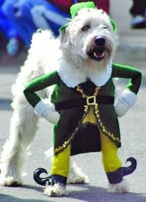 Irish dog~~Lol