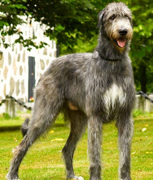 IRISH Irish Wolfhound