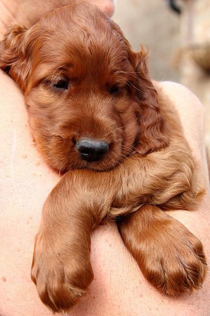 Irish setter puppy :-)