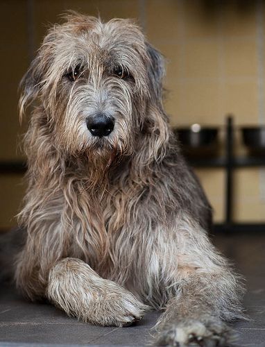 Irish Wolfhound. I think I would like one of these if I were a dog person!!!