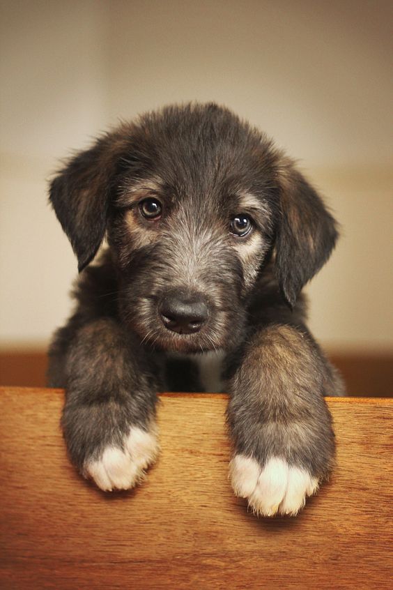 Irish wolfhound puppy