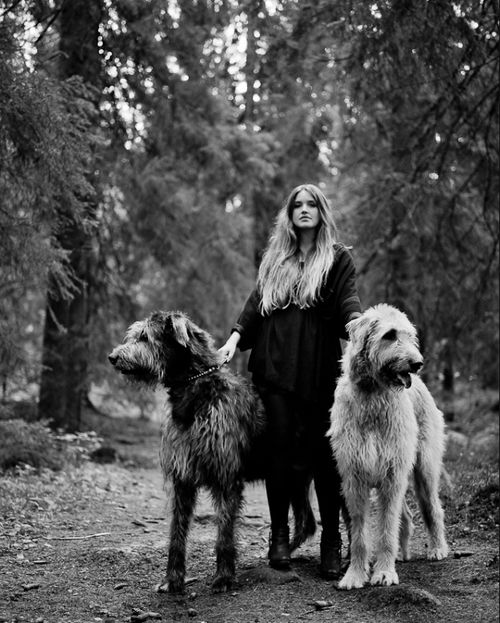irish wolfhounds