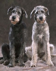 Irish wolfhounds