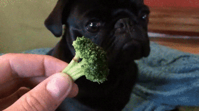 Is  #broccoli? - #dogs #funny