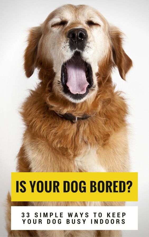 Is your dog bored? Here's 33 Simple Ways to Keep Your #Dog Busy & Entertained.