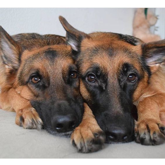 It would be hard to say no to these two! Featured account @ispeakwoof #cuddle #cuddlebuddies #gsds #gsdsofigworld #germanshepherd #dogs #dogsofinstagram #beautiful #woof #speak #speakwoof by gsdsofigworld