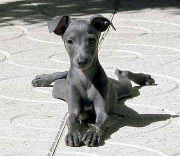 Italian Greyhound - I want one!
