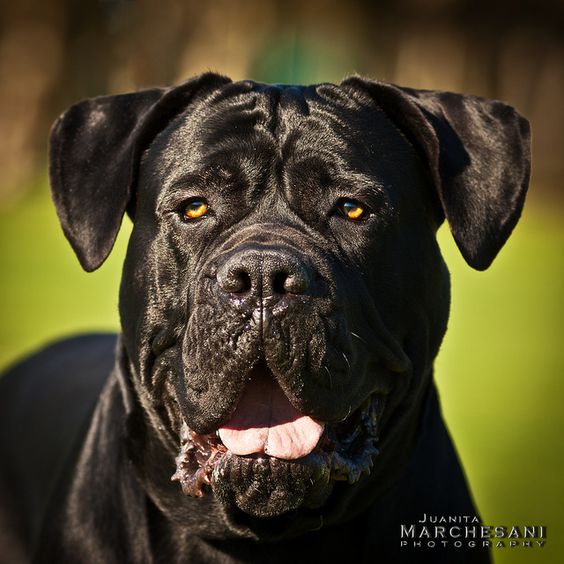 #Italian #Mastiff / #Cane #Corso #magnificent #corsos #dog #canine
