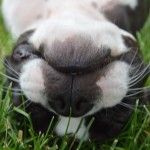 “It’s an Upside Down Kinda Day” says this Boston Terrier Dog!