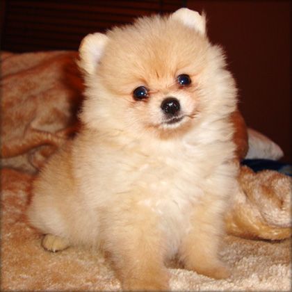 I've always wanted an orange teacup pomeranian. They're so furry and cute!