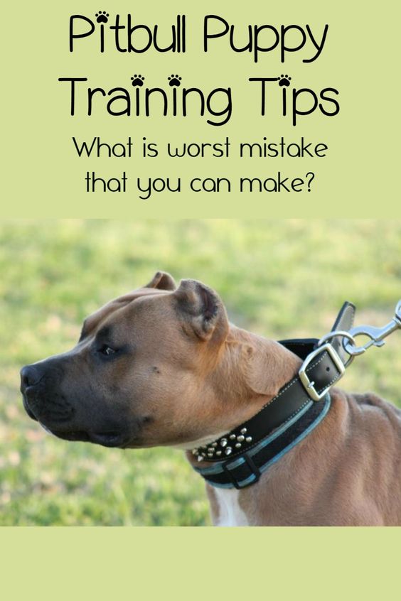 I've brought you tons of Pitbull puppy training tips over the last few weeks. One of my biggest Pitbull puppy training tips is avoiding one major mistake.