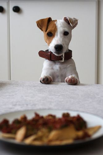 jack russell!