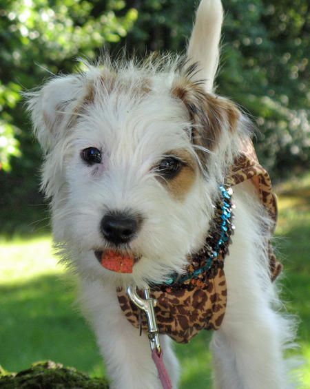 jack russell long haired puppy - Google Search