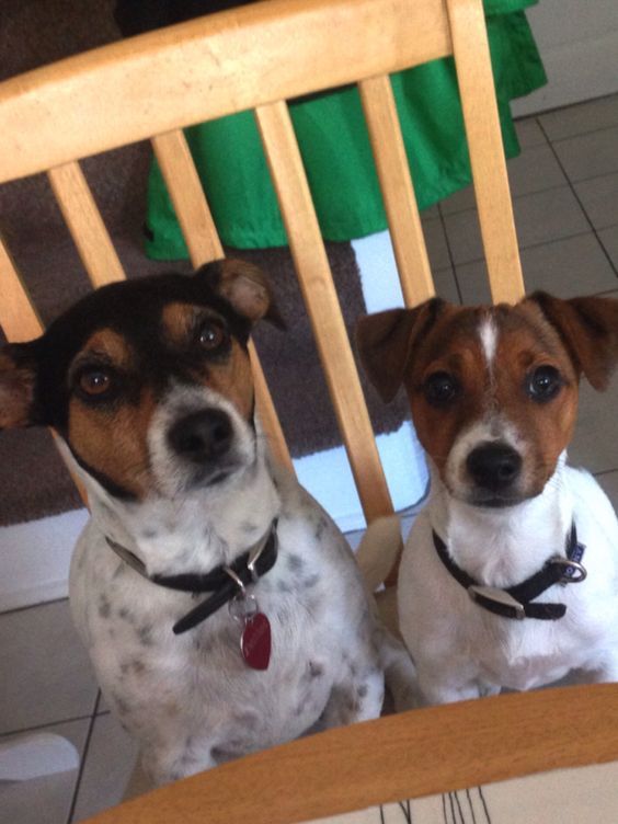 Jack Russell owners all have one thing in common - they all experience and understand these funny
