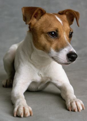 Jack Russell Terrier - looks like our Jack!