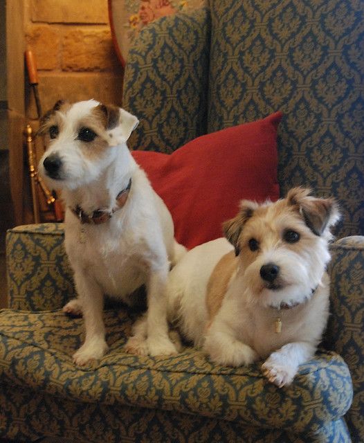 Jack Russell terriers are big among horse people! DSC_0038 by Sarah Clegg, via Flickr