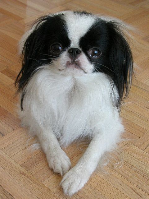 Japanese Chin. I think these dogs are awesome