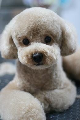 Japanese style grooming - French Poodle