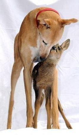 Jasmine the Greyhound fostering a baby doe.  Great story about a wonderful dog.