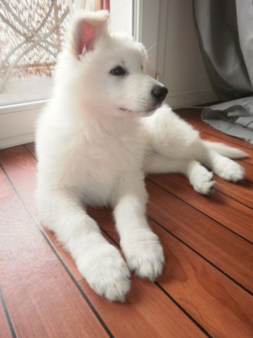 Junior, Berger Blanc Suisse -- Swiss White Shepherd Dog puppy