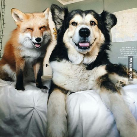 Juniper the fox and Moose the dog