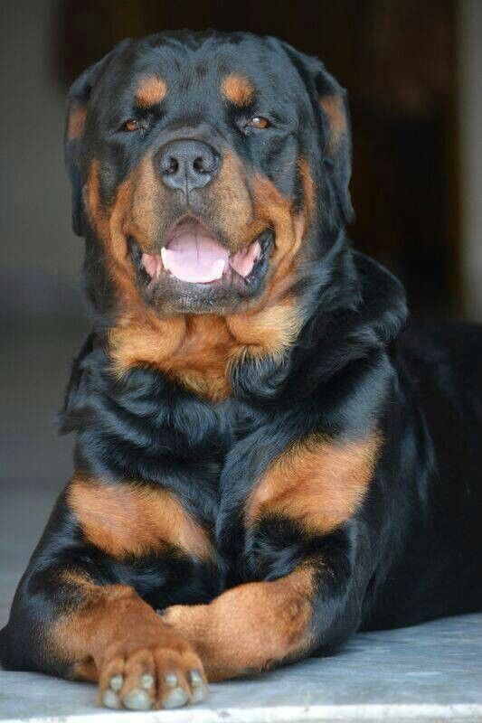 Just a beautiful Rottweiler