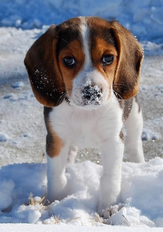 Just a too sweet Beagle puppy