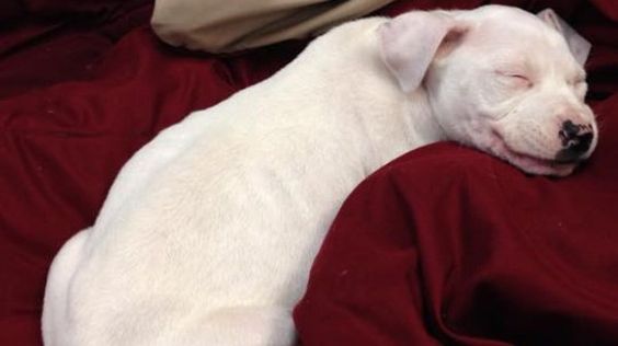 Justice For Belle! 7-Week-Old Puppy Shocked And Dumped To Perish In The Bushes!