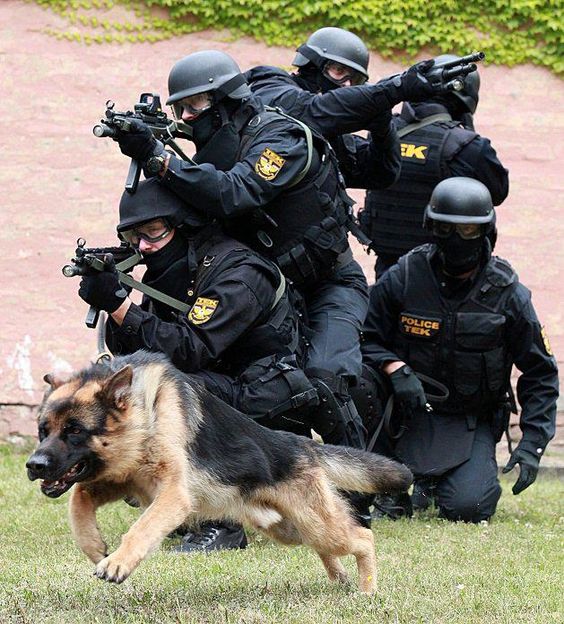 K9 Unit. Respect these dogs and handlers so much