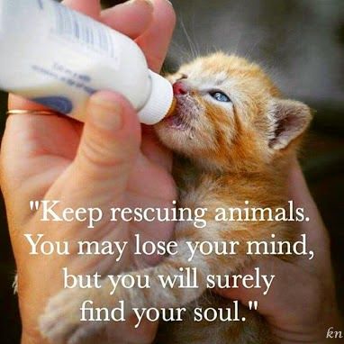 Keep rescuing animals . . .