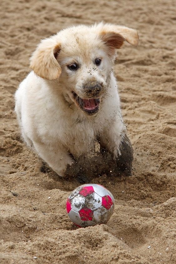 …keep their eye on the ball… | 24 Things Golden Retriever Owners Know To Be True